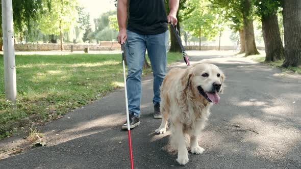 blind man walking with his service guide dog and a stick for the blind in the park during a sunny da