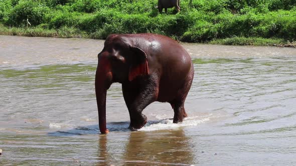 Elephant walking through the river.