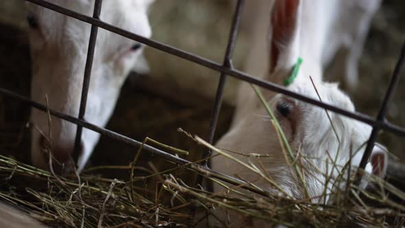 Closeup Lattice in Stable with White Young Goats Eating Grass