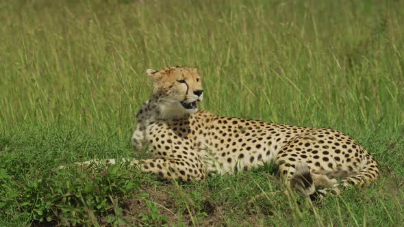 Curious cheetah lying down