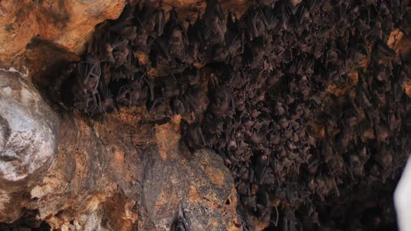 Bats in a Cave in Bali