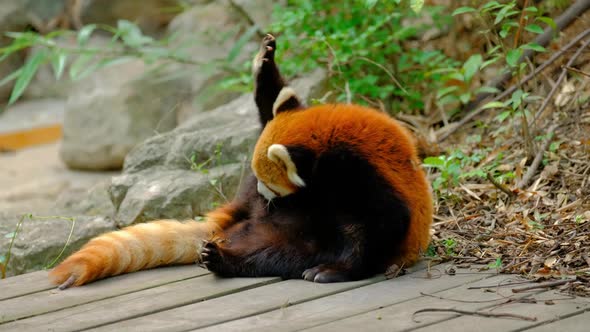 Red Panda Lesser Panda