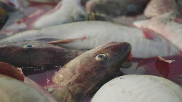 Pile of dead cod together ready for seafood industry, grim close-up