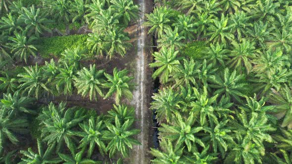 Aerial View of The Palm Oil Estates