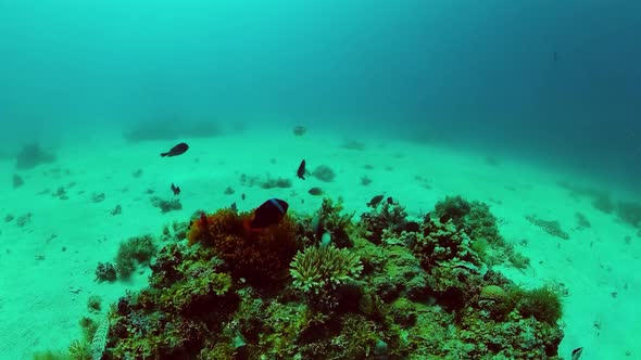 The Underwater World of a Coral Reef. Panglao, Philippines