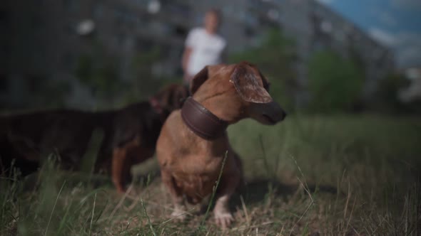 Two Old Browncolored Dogs of the Dachshund Breed on a Walk with a Senior Woman Hostess Near an Old