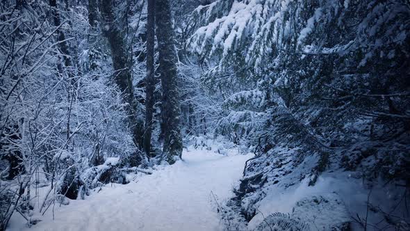 Path Through The Woods In Thick Snow