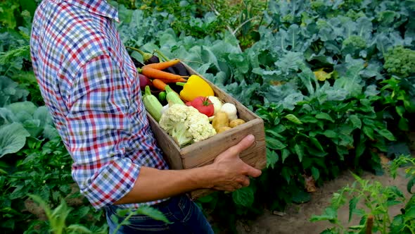 Vegetables in the Hands of a Man in the Garden