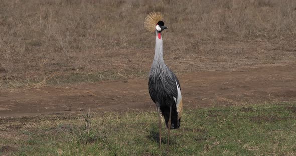 Grey Crowned Crane, balearica regulorum, Adult at Nairobi Park in Kenya, Real Time 4K