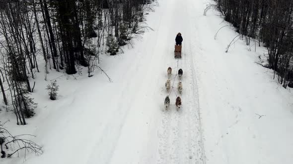 Drone Aerial View of Dogsledding Handler with Team of Trained Husky Dogs Mountain Pass Husky Dog