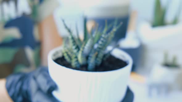 Closeup Shot of Female Hands Transplant Succulent