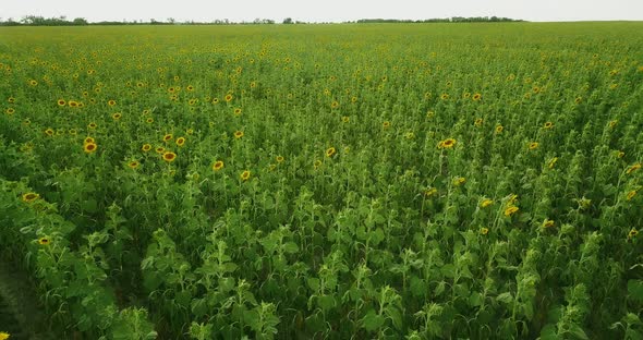 Yellow Young Sunflowers On A Field From A Height Of Flight