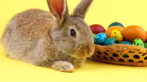 Little Fluffy Brown Affectionate Domestic Rabbit Sitting on a Pastel Yellow Background with a Wicker