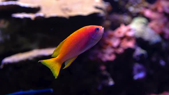 Amazing Orange Fish Swimming Underwater on Dark Blue Background