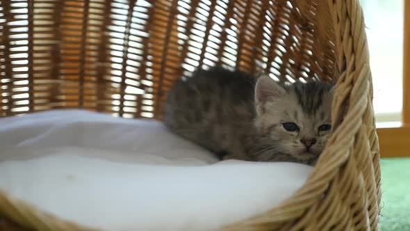 Cute Tabby Kitten Sleeping  In A Basket Bed Slow Motion