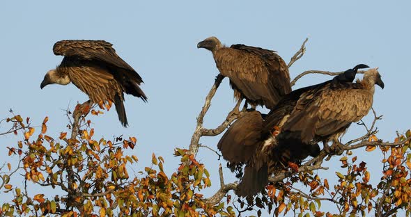 White-Backed Vultures In A Tree