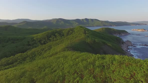 Drone Flight Over a Green Mixed Forest Covered with Green Vegetation