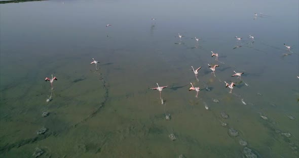 Aerial of a Flock of Flamingos Flying Over a Salt Lake in Albania