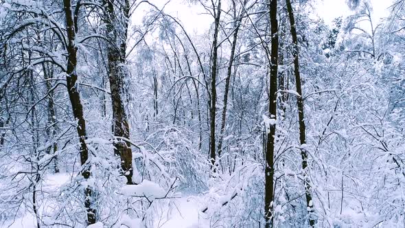 Snowy Branches in Forest