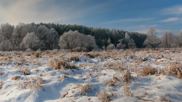 Snowy pine forest against the blue sky in sunlight