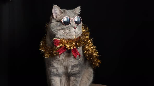 The cat celebrates a New Year 2022 with glasses