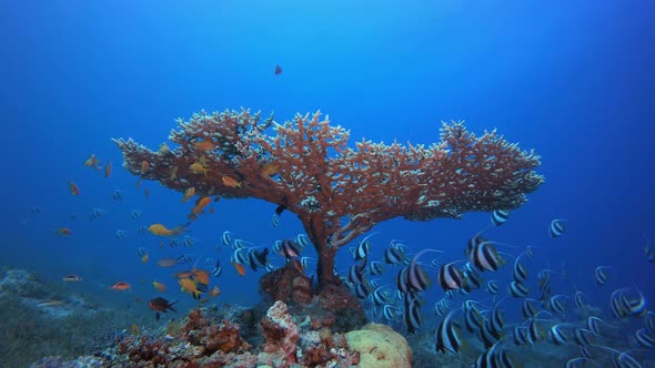 Underwater Tropical View Banner-Fish