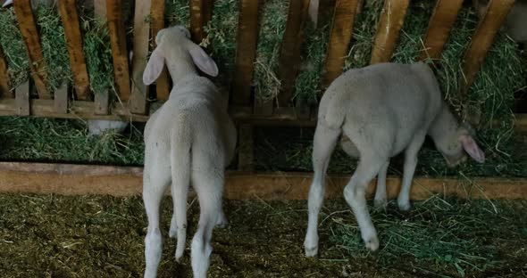 Sheeps on a Flock Farm