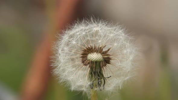 Dandelion seeds. Close-up.