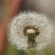 Dandelion seeds. Close-up. - VideoHive Item for Sale
