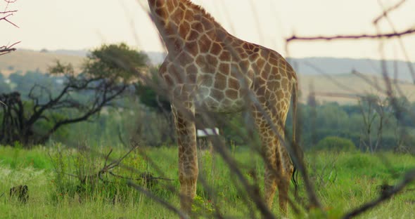 Panning Up Shot of Giraffe Standing and Looking at Camera in African Grasslands