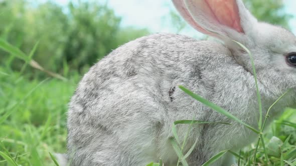 Cute Fluffy Little Bunny on a Green Meadow in Sunny Sunny Weather Closeup