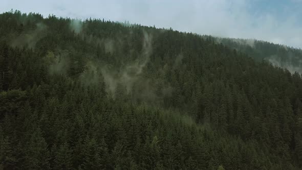 Mystic and Foggy Drone Flight Over the Rainforest in Mountain. Move Camera