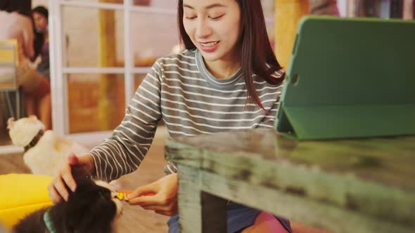 Happy cat playing with her owner at home.Attractive young asian woman feeding her cat  at cafe.