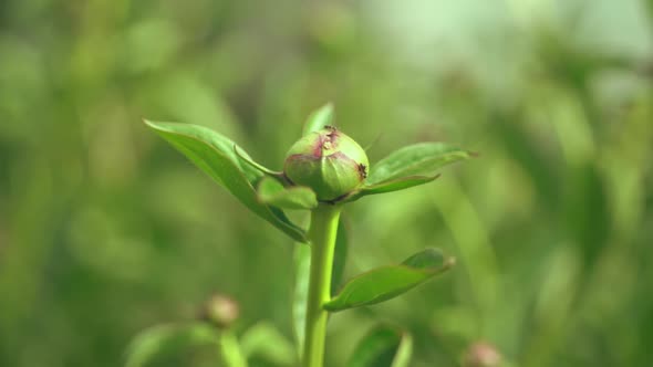 Early Spring Unopened Peony Bud, Spring Has Come