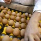 Egg production line quality control process - VideoHive Item for Sale