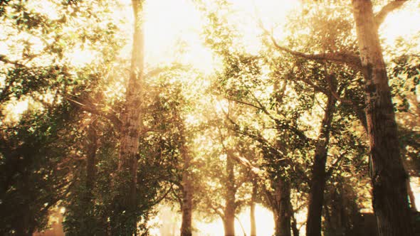 Rays of Sunlight in a Misty Forest in Autumn