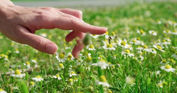 Close up woman hand touching chamomile blooming flowers and green grass.