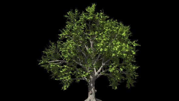 Large Tree With Alpha Channel