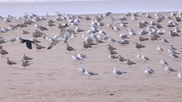 Large flock of seagulls flying in slow motion