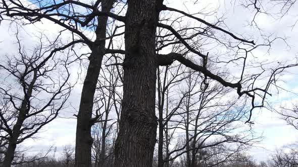 Forest with Trees Without Leaves During the Day