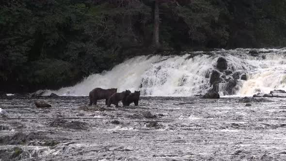 Wildlife of Alaska. Bears come to a mountain river and catch fish in it.
