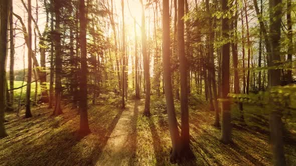 Autumn Forest Trees Woods at Sunset Light Beams