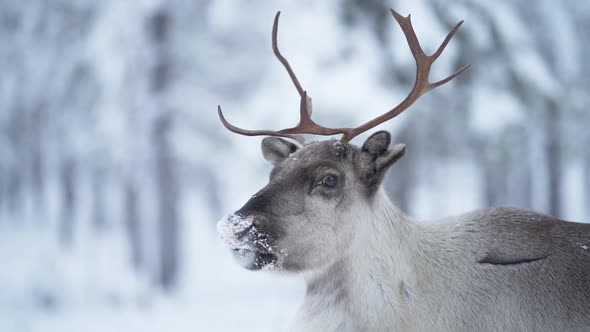 Close up slowmotion of a reindeer eating while watching to camera and walking away after that.