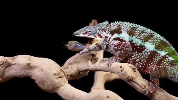 Chameleon Catching and Eating Slow Motion