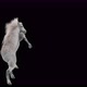 65 White Horse Dancing 4K - VideoHive Item for Sale