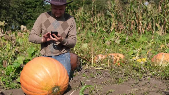 Yellow Ripe Pumpkin in the Garden of a Rural Farmer He Takes Pictures of It on a Smartphone