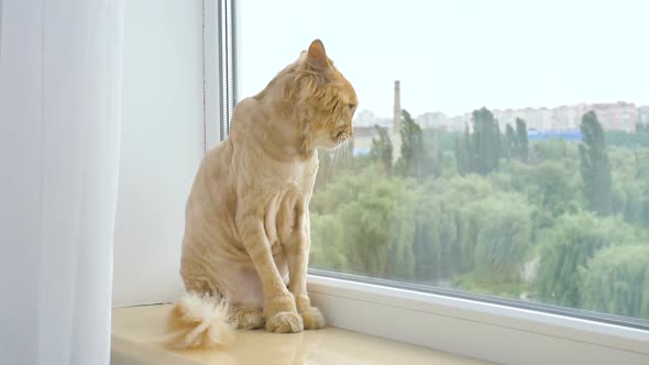 Trimmed Cat with Ginger Fur is Sitting on Windowsill After Grooming and Trimming During Summer