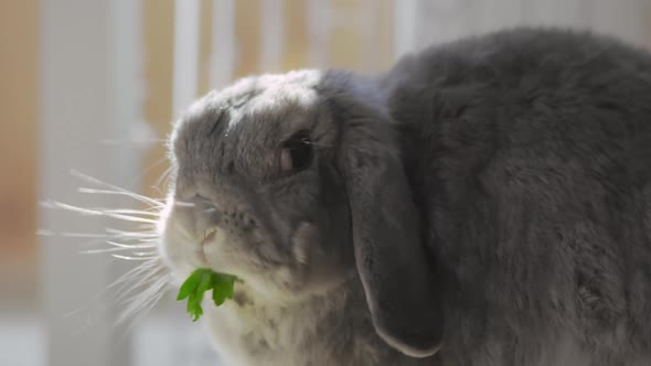 Rabbit nursery. Close up of fluffy cute decorative lop-eared rabbit eats fresh parsley.