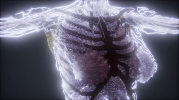 Colorful Human Body Animation Showing Bones and Organs