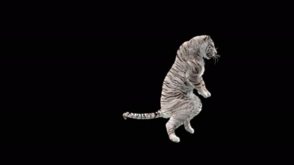 White Tiger Dancing 4K